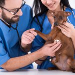 Veterinary Technician: Education & Work