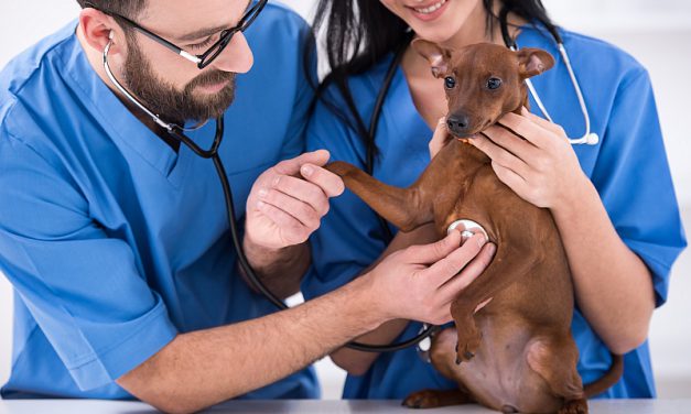 Veterinary Technician: Education & Work