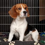 How to Choose a Dog Crate