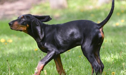 American Dog Breeds