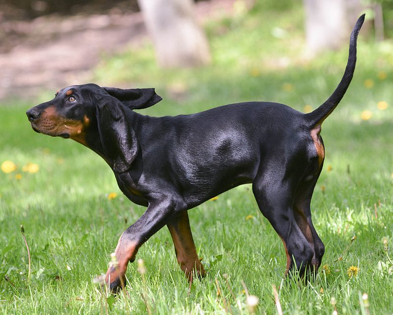 American Dog Breeds