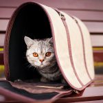 How to Choose a Cat Carrier