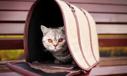How to Choose a Cat Carrier