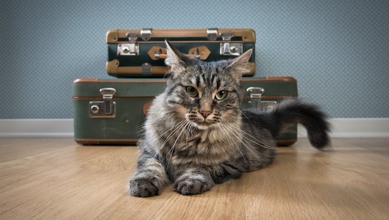 Traveling with Your Cat