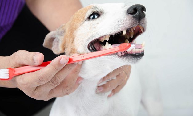 The Importance of Brushing Your Dog’s Teeth