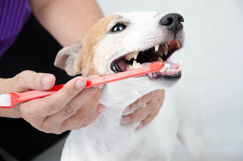 The Importance of Brushing Your Dog’s Teeth