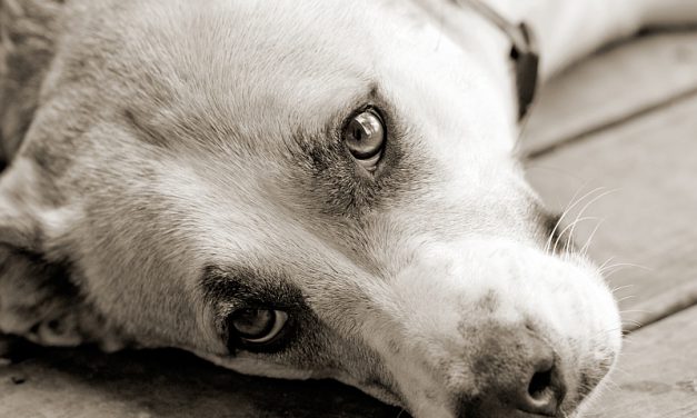 Signs that Your Dog Might Be Depressed