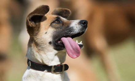 What is Hanging Tongue Syndrome?