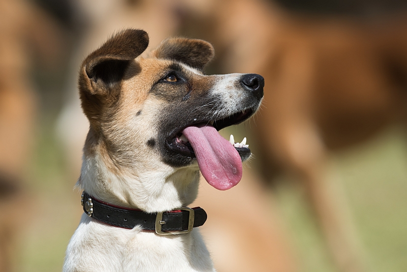 Why Do Some Dogs Tongues Hang Out All The Time