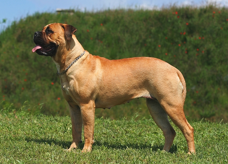 what is the largest bullmastiff ever recorded