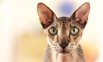 Hairless Cat Breeds