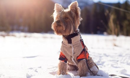 Dog Paw Protection for Winter