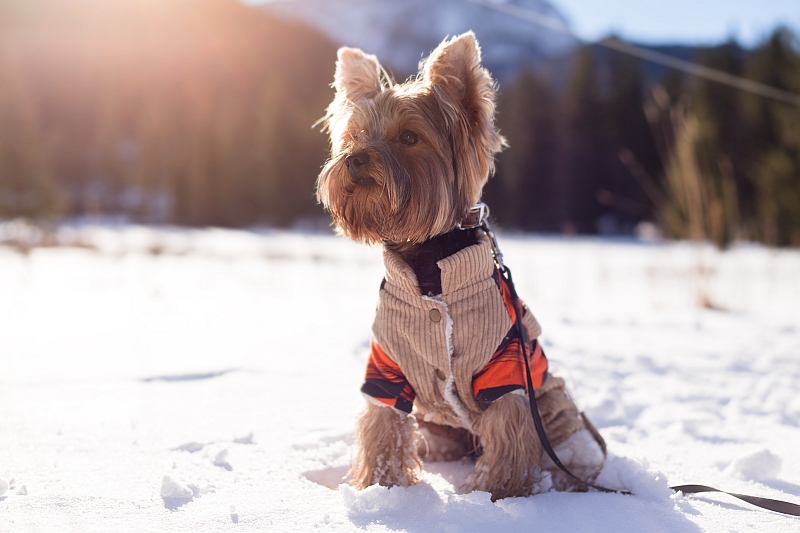 Dog Paw Protection for Winter